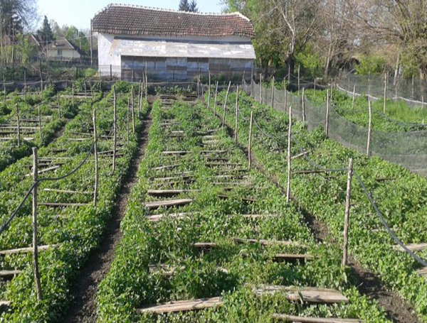 Farma na chov šneků s dřevěnými konstrukcemi pro pěstování – přírodní prostředí pro šneky, briv.cz